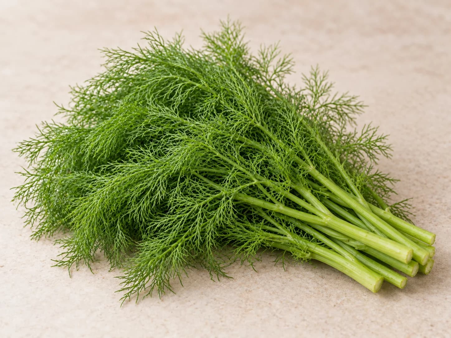 茴香菜图片